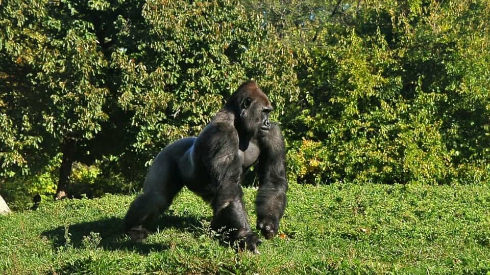 Waarom gorilla's zich op de borst slaan